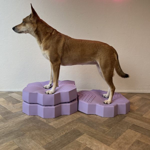 Balancetraining